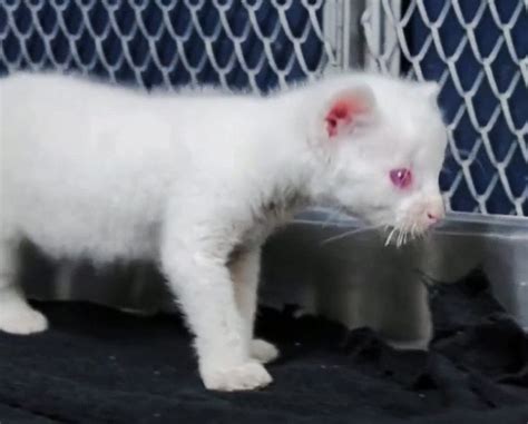 Albino Puma Cub From Columbia1 Poc Our Relationship With Cats And