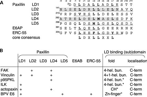 Molecular Recognition Of Paxillin Ld Motifs By The Focal Adhesion