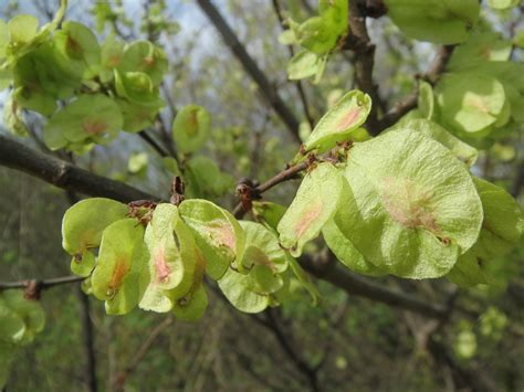 Maybe you would like to learn more about one of these? Free photo: Ulmus Minor, Field Elm, Fruit - Free Image on ...