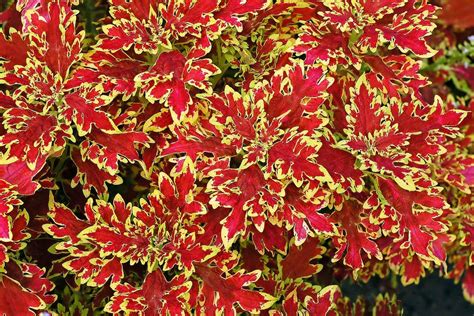 Top 15 Colorful Coleus Varieties To Grow Birds And Blooms