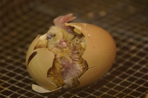 The longest uninterrupted period is 64 to 67 days in the. Backyard Pen: How to save chicken eggs for hatching
