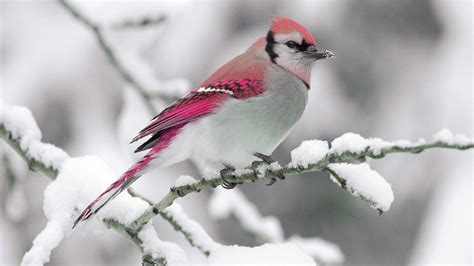 Cute Red Pink And White Bird Is Perching On Snow Covered Tree Branch In