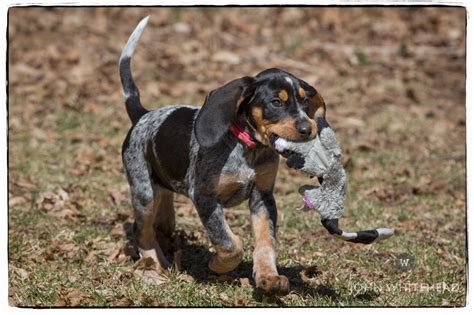 Bluetick Coonhound Puppies Images Galleries With A
