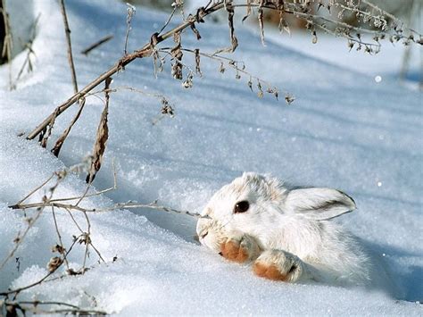 Animals Living Through Winter Animal Cognizance