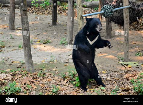 Motion Of Asian Black Bear Asiatic Black Bear Tibetan Black Bear
