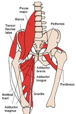 A hip labral tear can be treated nonsurgically, or with surgery in severe cases. Adductor longus - Wikipedia