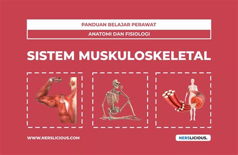 Anatomi Dan Fisiologi Sistem Muskuloskeletal Panduan Belajar Nerslicious
