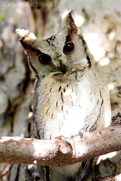 Indian Scops Owl Otus Bakkamoena Taken At Bharatpur Bird Sanctuary