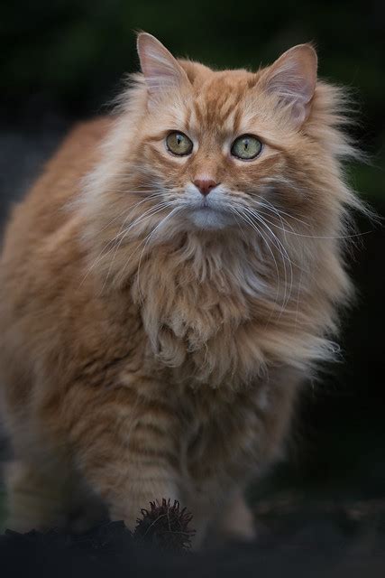 Norwegian Forest Cat Pictures And Information Cat