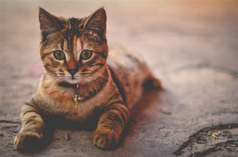 Imagenes de gatos tipos de animales gorditas fotos imágenes. Imágenes de gatos → TOP fotos de gatetes en HD y libres de uso en 2019