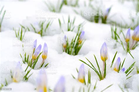 Crocus Flowers Emerging Through Snow In Early Spring Stock ...
