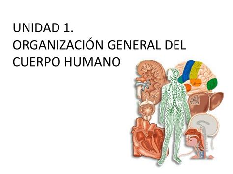 Unidad 1 OrganizaciÓn General Del Cuerpo Humano By Patricia González