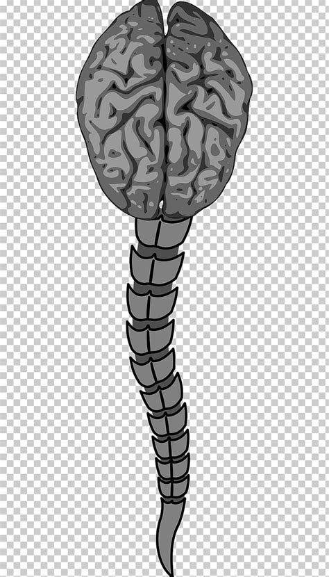 Vertebral Column Human Brain Spinal Cord Anterior Spinal Artery Png
