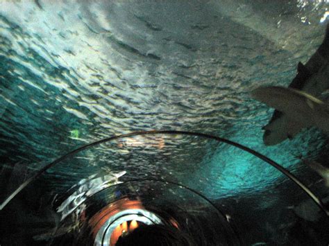 Shark Tunnel At Sea World Tube In An Aquarium Erik Jaeger Flickr