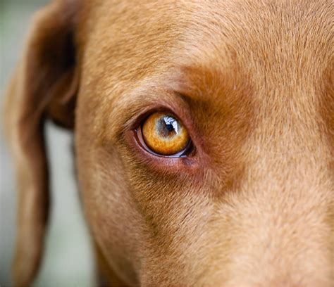 Mi Perro Tiene El Ojo Rojo E Hinchado 10 Causas Y Tratamientos Mis