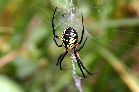 5 Of The Biggest Spiders In Ohio