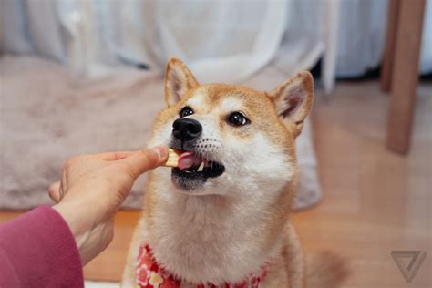 The doge tipping app news. Wow this is doge | The Verge