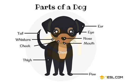 Animals names with pictures learning english. Animal Body Parts Vocabulary in English (with Pictures ...