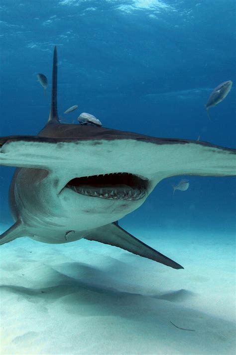 Are Hammerhead Sharks Dangerous 2023