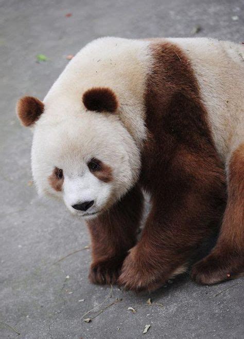 100 Best Qinling Pandas Images In 2020 Panda Brown Panda Panda Bear
