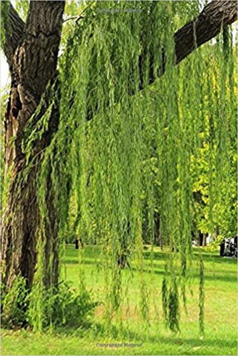 4 Wisconsin Weeping Willow Cuttings Vibrant Green Wood And Etsy