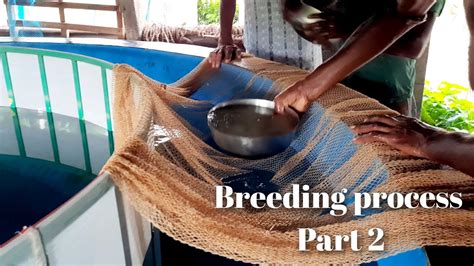 Fish Hatchery In West Bengal Hatchery Tour Breeding System Breeding Part Youtube