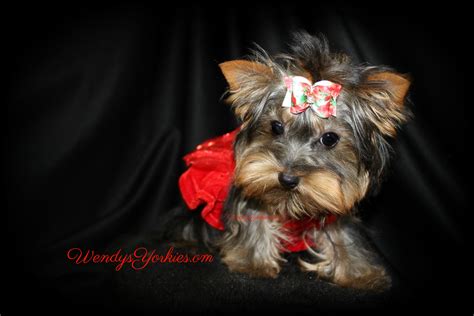 Though one of the smallest dog breeds, yorkshire terriers are feisty and spritely. Female Teacup Yorkie Puppies For Sale in TX | Wendys Yorkies