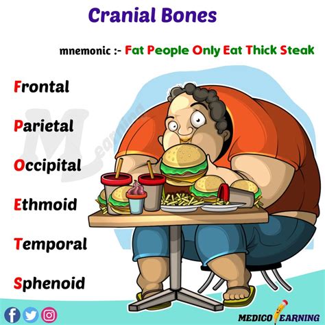 Cranial Bones Mnemonic Medicolearning