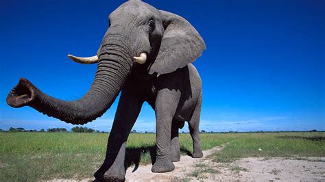 Elephant Trunks Are Long Distance Food Detectors Science Aaas