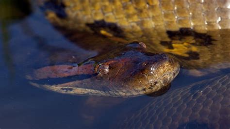 Anaconda Swimming Fun Facts About Animals Anaconda Facts Types Of Snake