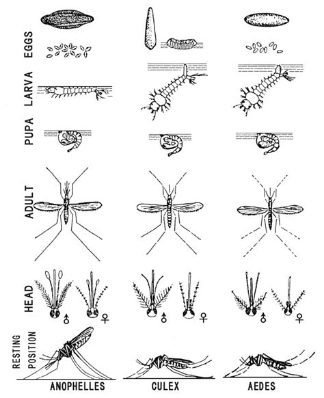 Mosquito Species R Or K Peepsburghcom