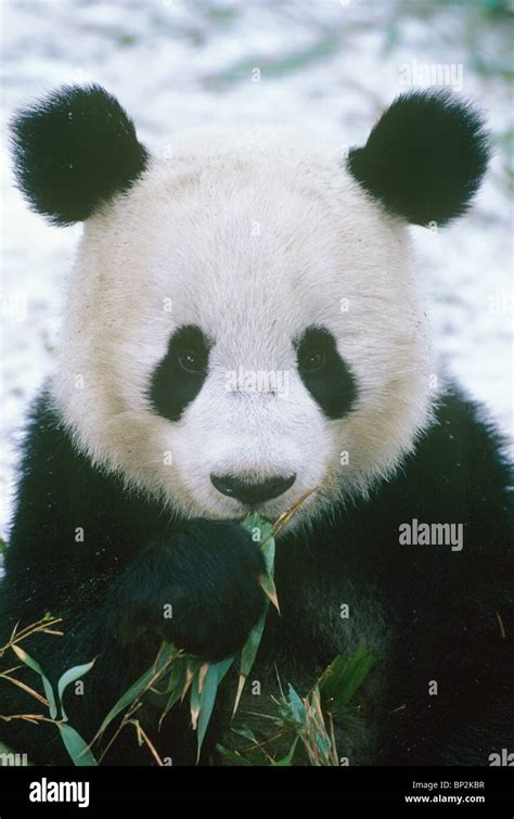 Giant Panda Showing Clown Like Face Wolong China Stock Photo Alamy
