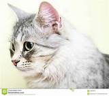 Silver Cat Breed Images