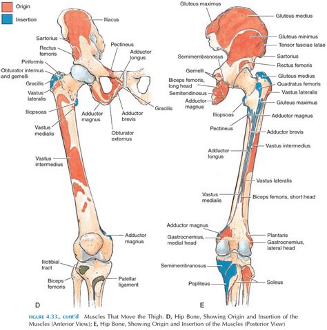 Symptoms of hamstring tendon strain. Muscles Of The Lower Limb - Origin and Insertion of Muscles