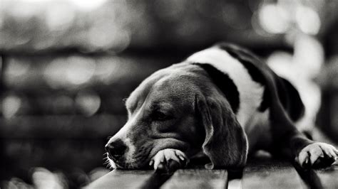 Wallpaper Face Sad Tired Puppy Black And White Monochrome
