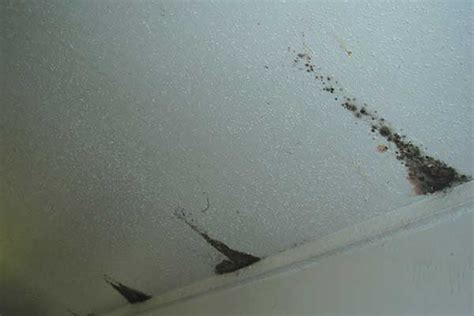 Cleaning mold to improve the condition of an unfinished wood surface. mold on ceiling tiles