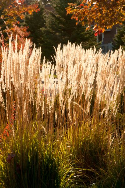 Feather Reed Grass Growing The Perfect Low Care