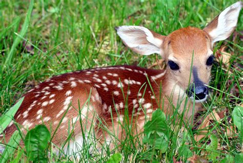 Filewhitetail Fawn Deer West Virginia Forestwander Wikimedia