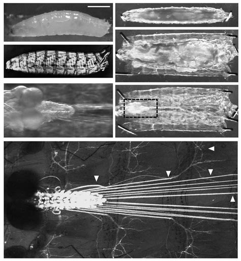 Anatomy Of Drosophila Larvae Rd Instar A A Lateral Image Of Download Scientific Diagram