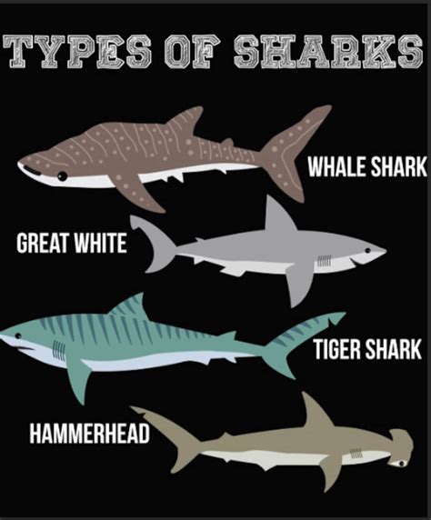 Types Of Sharks Kids Shark Names Shark Names Png Digital Etsy Australia