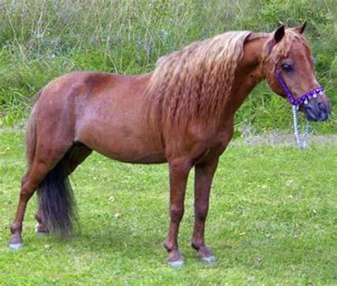 44 Best Images About Argentinas Falabella Minature Horses On Pinterest