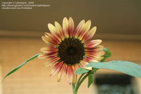We did not find results for: PlantFiles Pictures: Helianthus, Annual Sunflower, Common ...