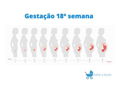 Gestação De 18 Semanas