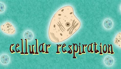Glycolysis, which occurs in all organisms, prokaryotic and eukaryotic. Cellular Respiration Steps and Process - Biology | Mocomi Kids