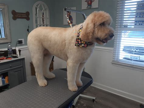Great Neck Pet Grooming | Pet Grooming Virginia Beach, VA