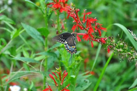 Ultimate floral designs of great falls llc serving the northern virginia/washington,dc area for over 30 years. Native Plants of Northern Virginia - for Part Shade, for ...