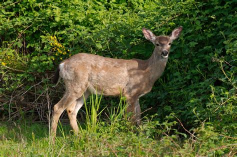 File White Tailed Deer At Marymoor Park  Wikimedia Commons