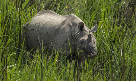 Celebrating An Amazing Two Years Of Zero Rhino Poaching In Nepal