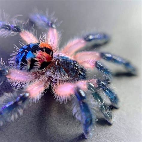 Brazilian Jewel Tarantulas Are Arguably The Most Beautiful Spiders In