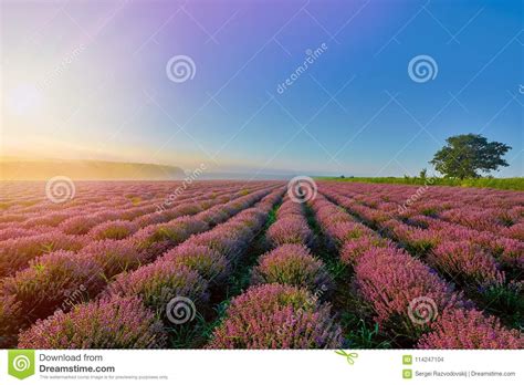 Lavender Field In The Morning Stock Photo Image Of Flowering Herb